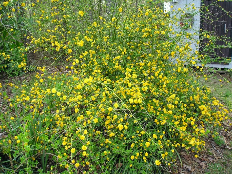 Керрия Вариегата кустарник
