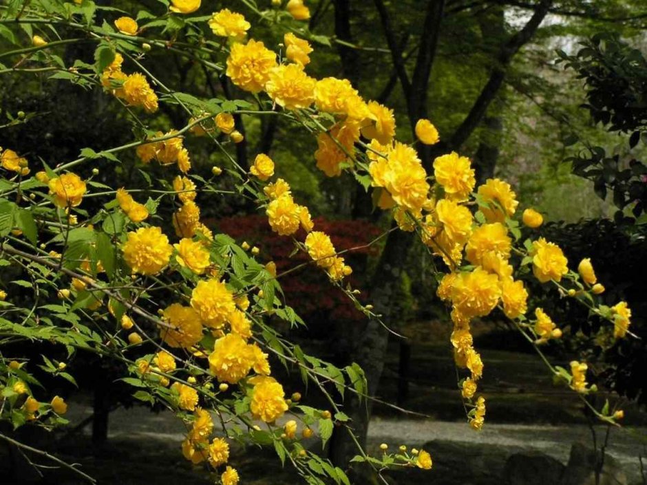 Керрия японская Пленифлора