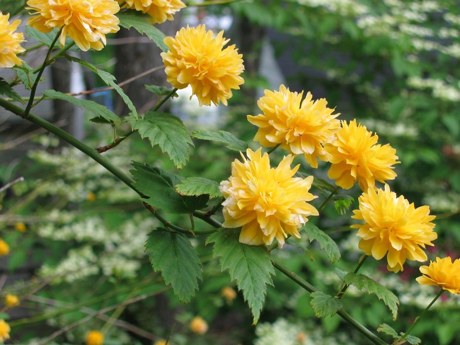 Керрия японская махровая