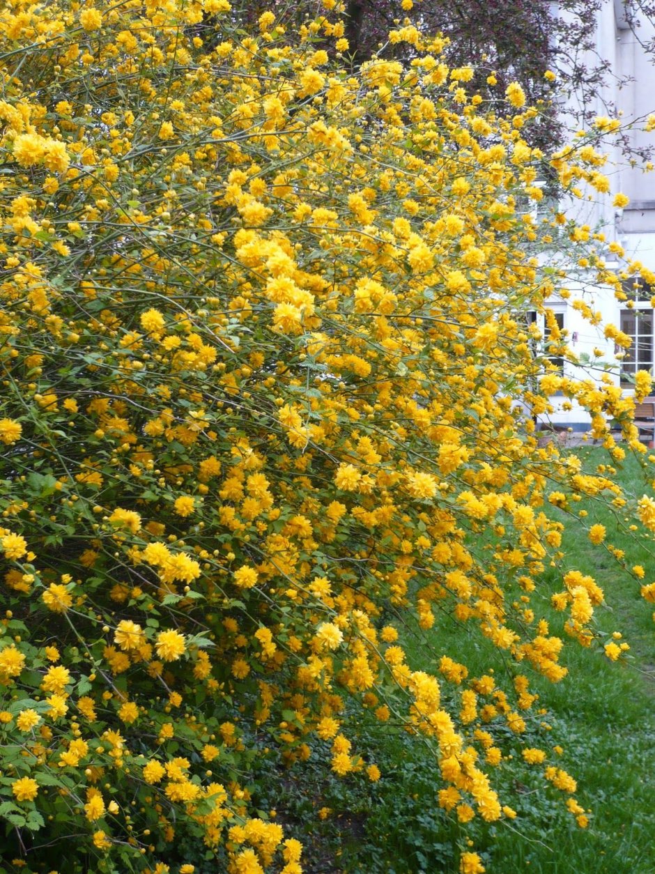 Керрия японская Пленифлора