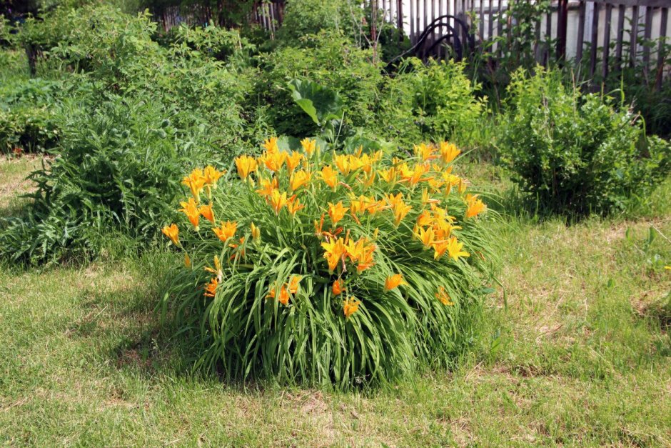 Клумба с лилейниками и хостой