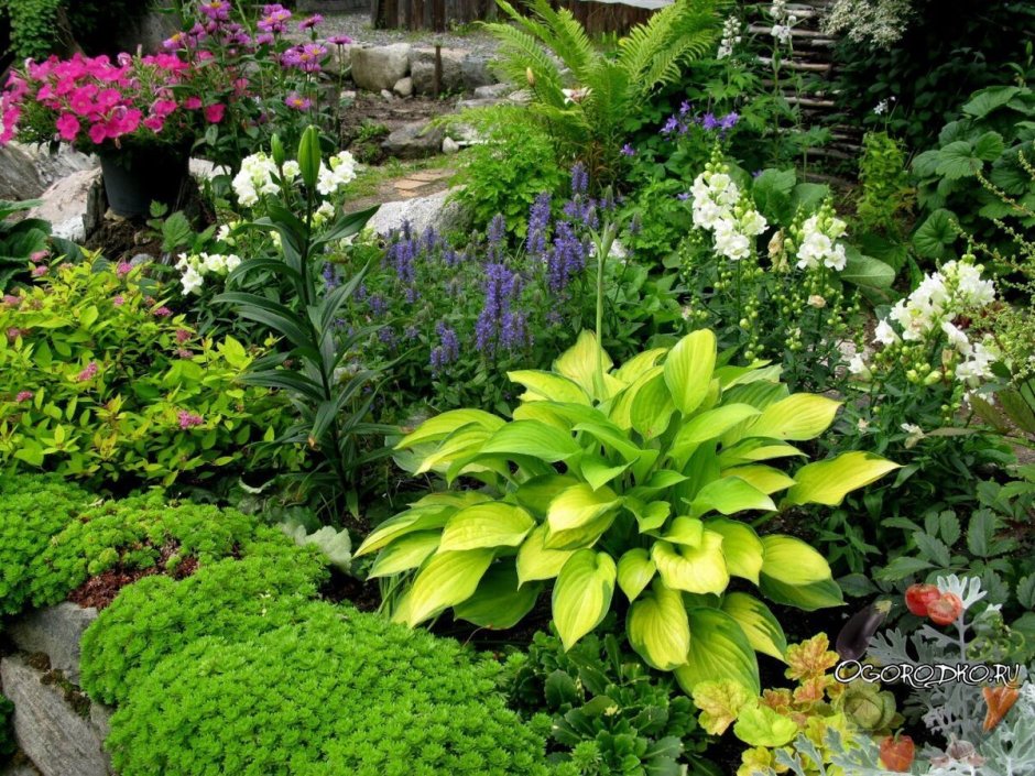 Астильба Хоста миксбордер