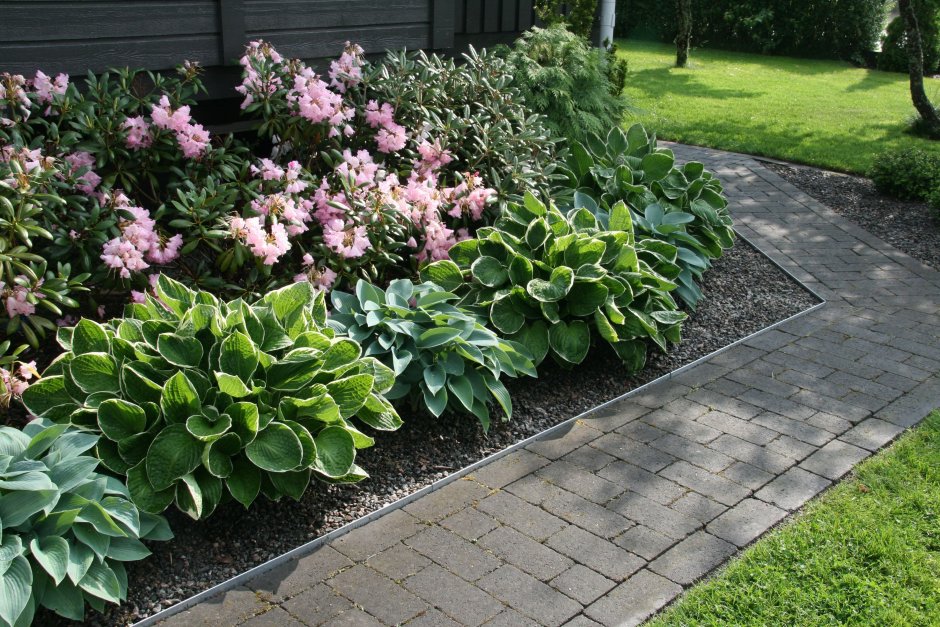 Хоста белоокаймленная миксбордер