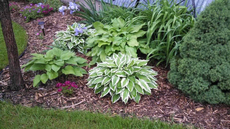 Хоста лилейник миксбордер