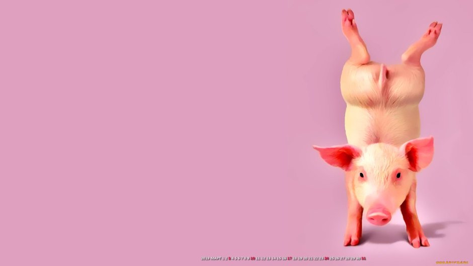 Свинья обои