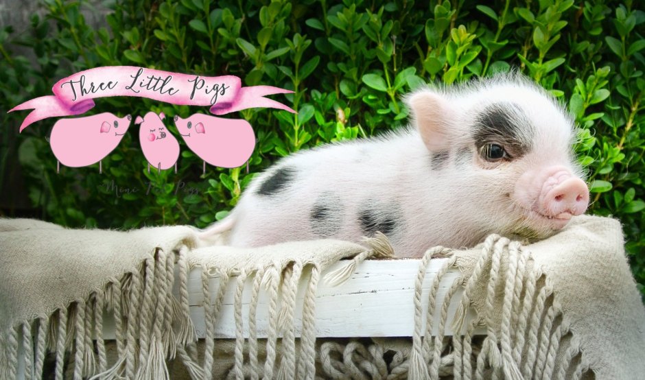 Добрая Свинка