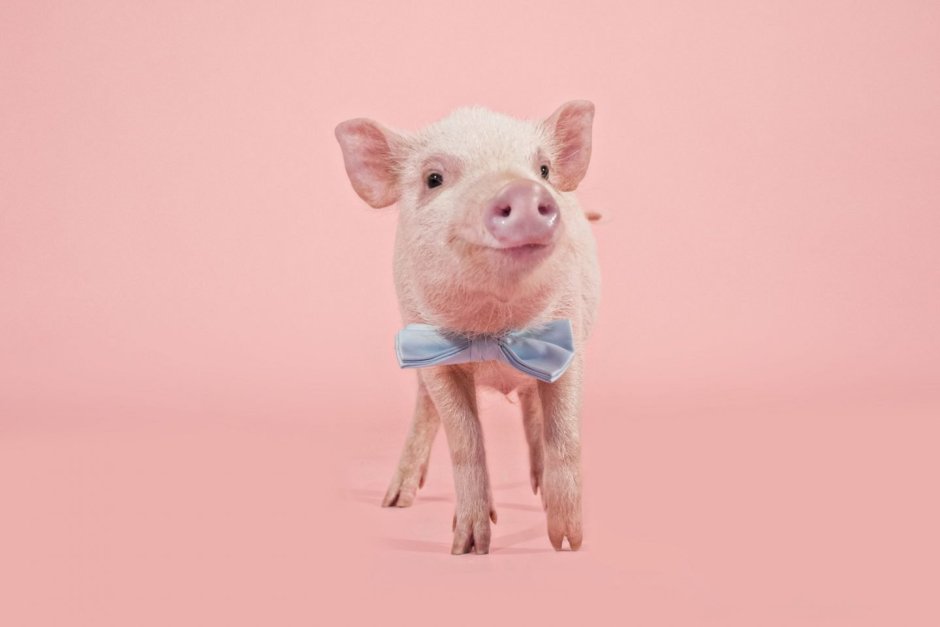 Поросенок обои