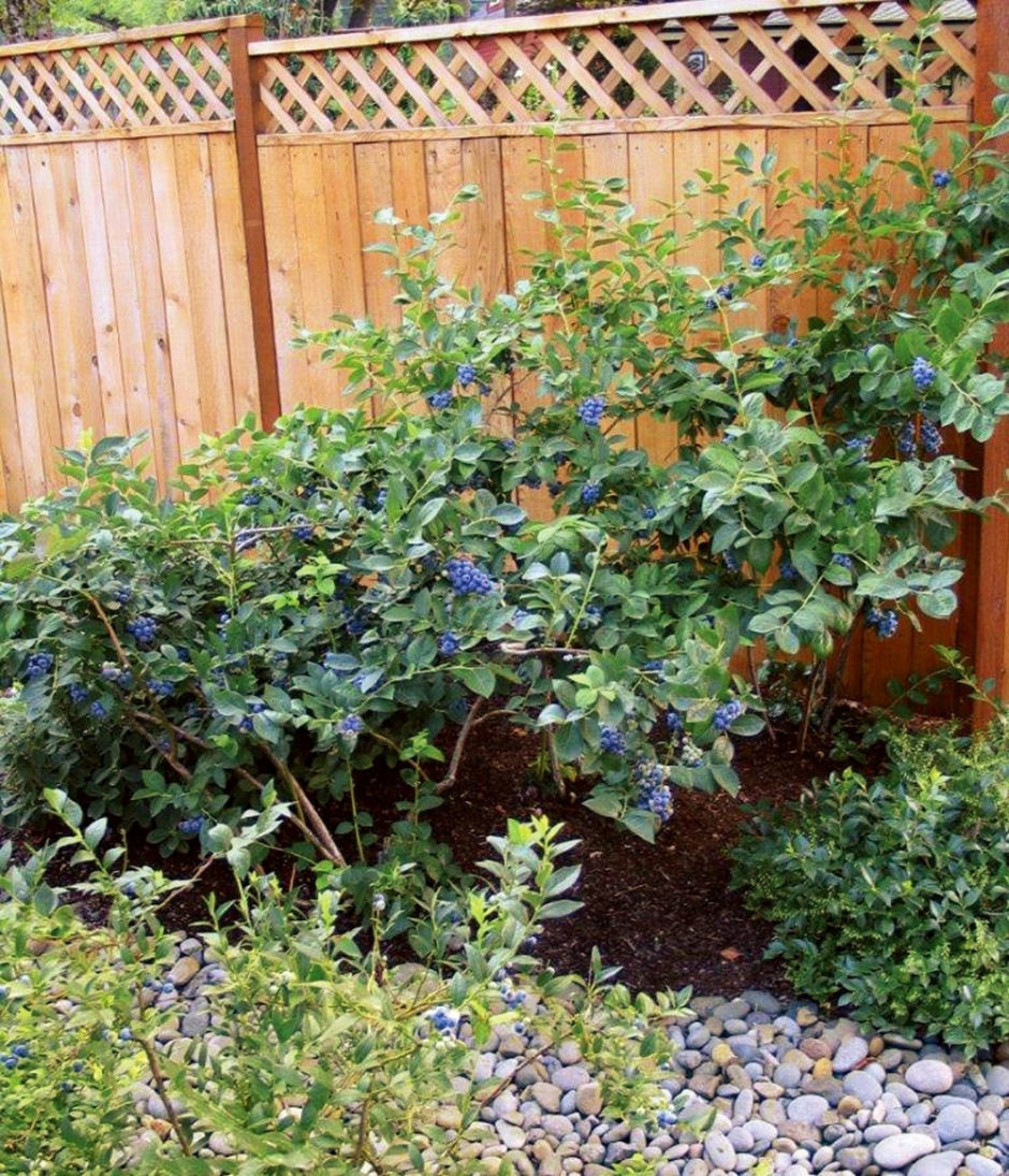 Голубика на садовом участке