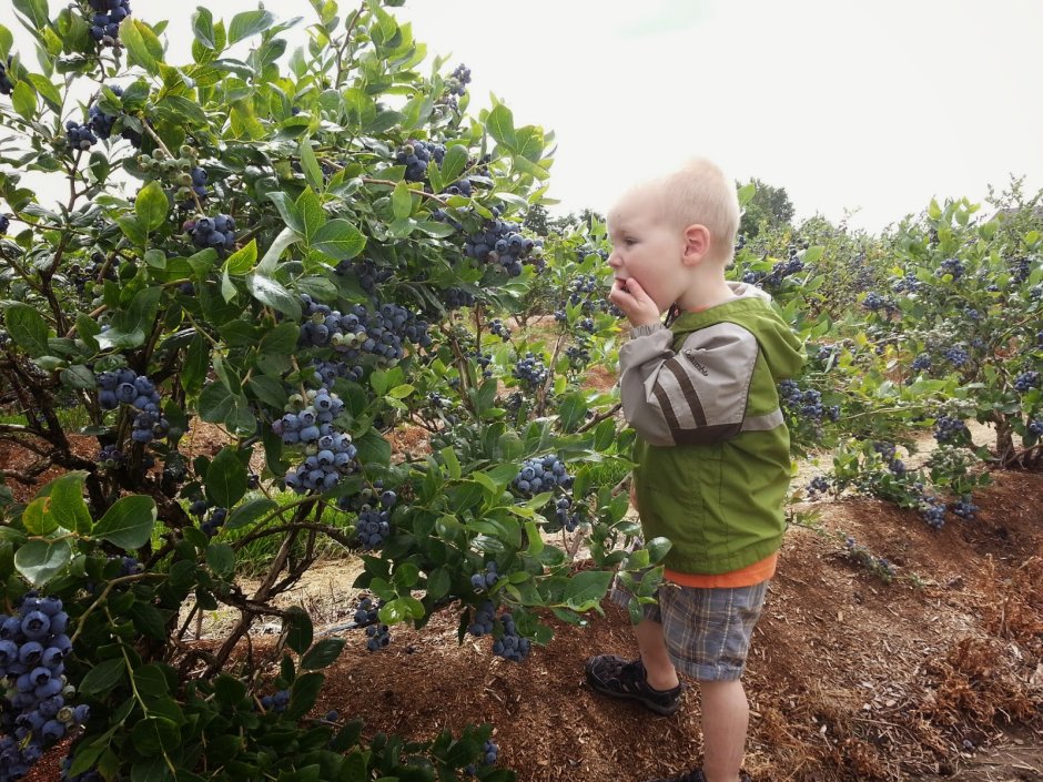 Голубика Садовая посадка