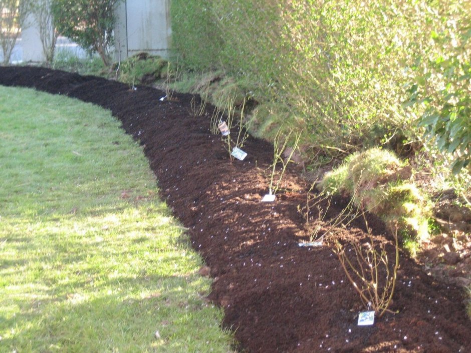 Грядка для голубики