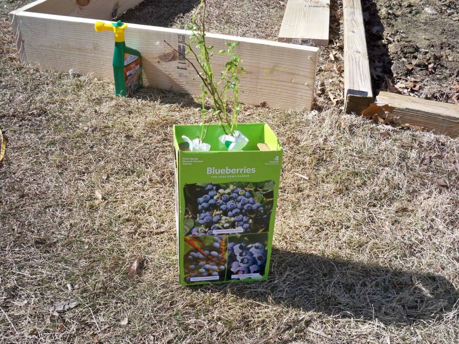 Голубика Садовая посадка