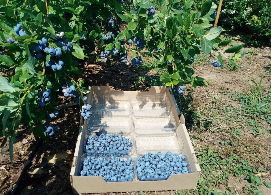 Канадская голубика