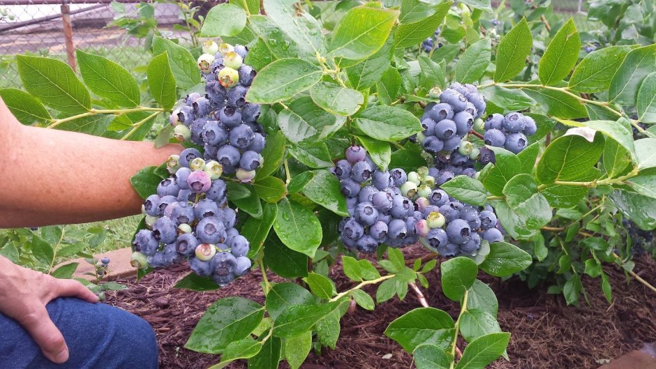 Голубика Крымская