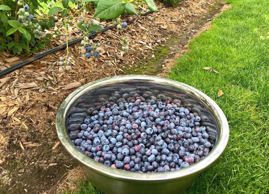 Голубика Садовая посадка