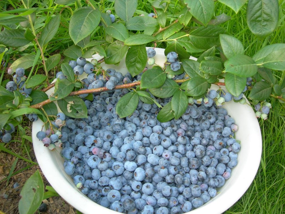 Голубика Садовая Goldtraube