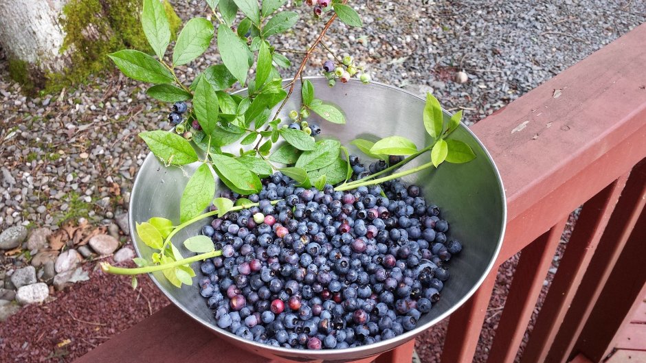 Черника бонсай