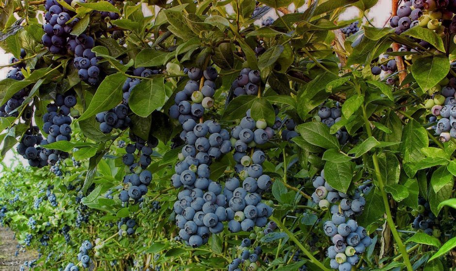 Черника гибрид