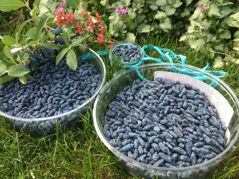 Голубика Эрлиблю