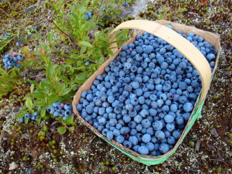 Однолетняя голубика Садовая