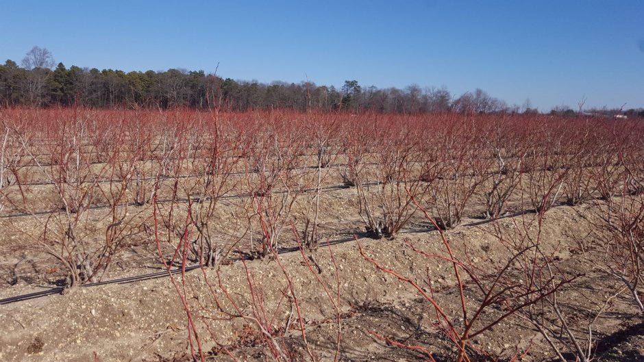 Клематис корни клубни