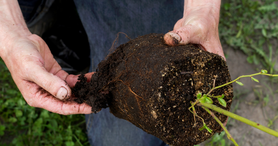 Черника ягода Садовая