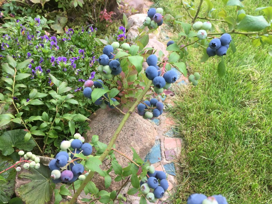 Плантация жимолости