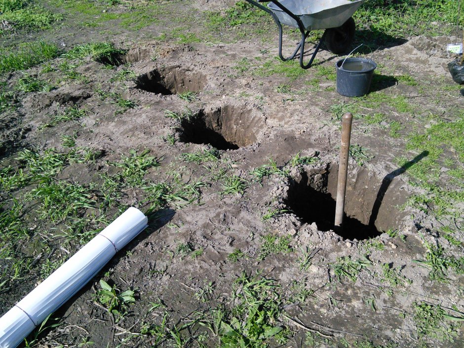 Голубика Садовая куст