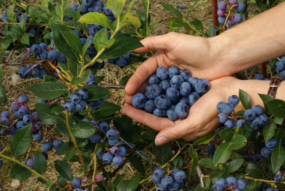 Семена голубики садовой