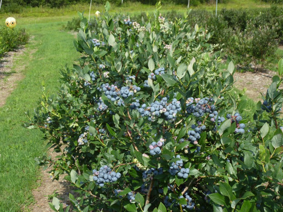 День черники