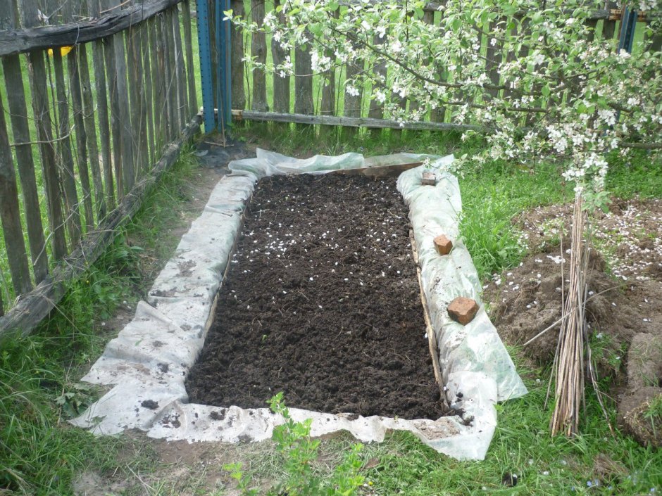 Плантации черники