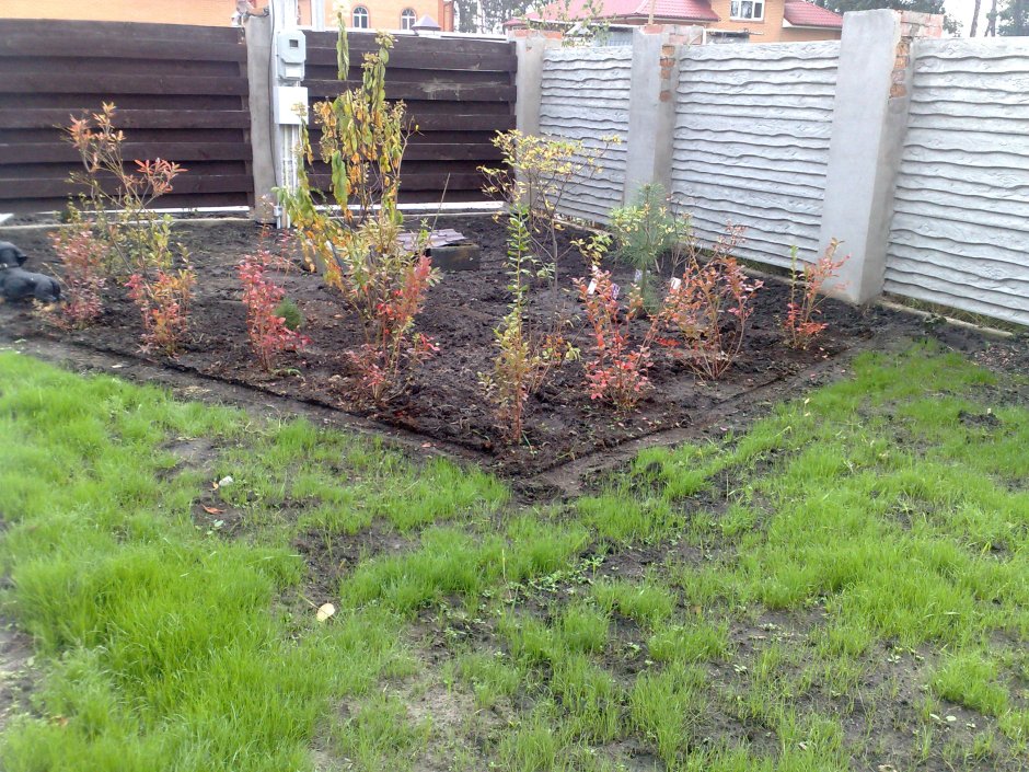 Саженцы голубики однолетки корни