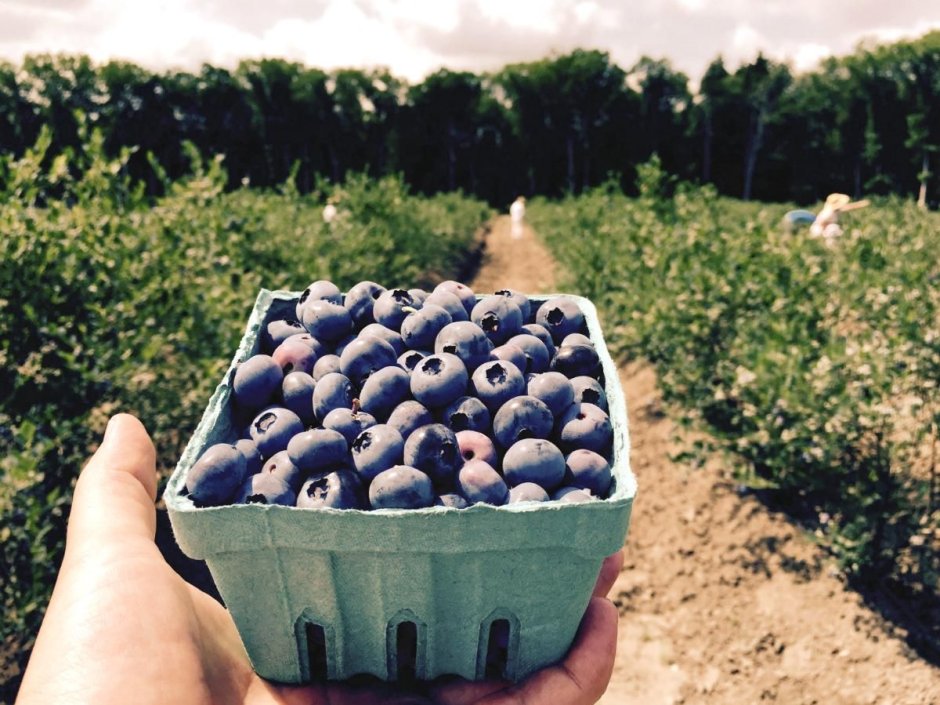 Голубика Садовая в ландшафте