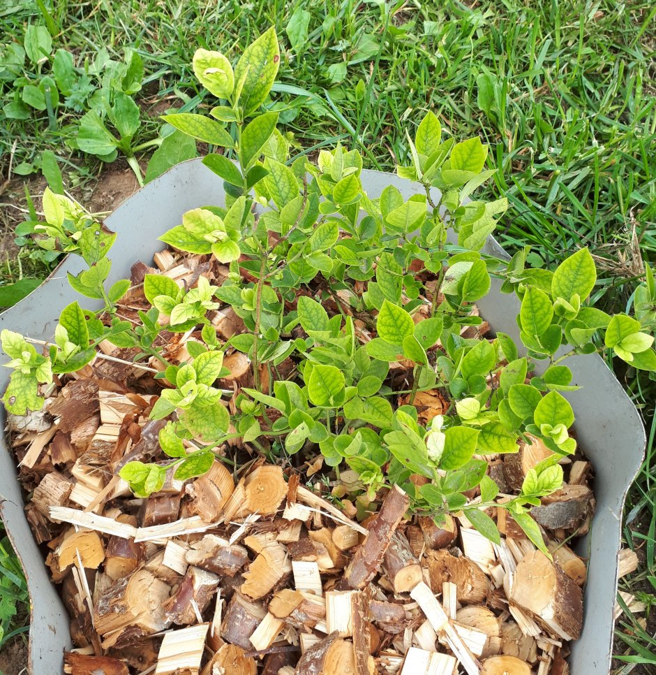 Голубика Садовая посадка