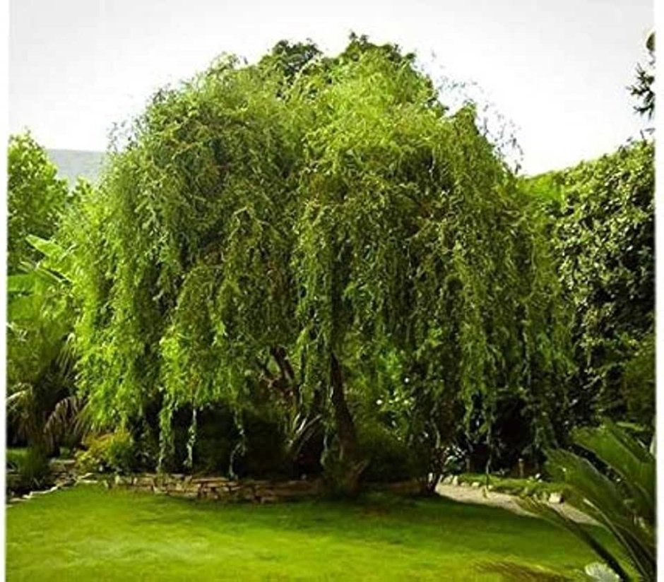 Ива Пендула плакучая