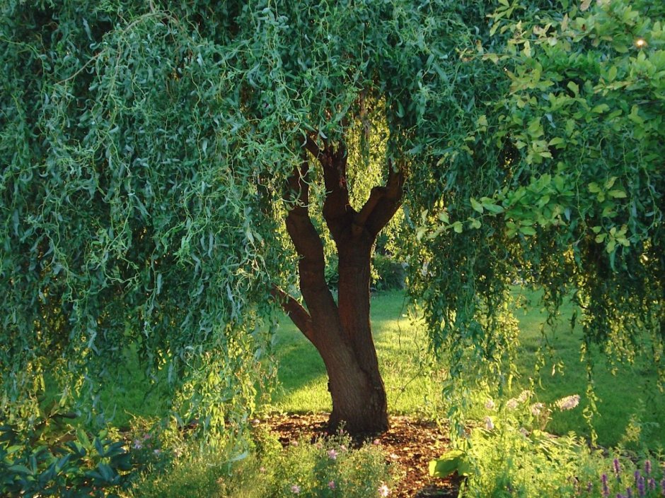 Ива японская Матсудана