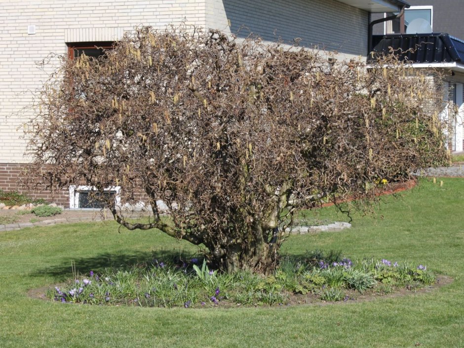 Ива Уральская Извилистая плакучая