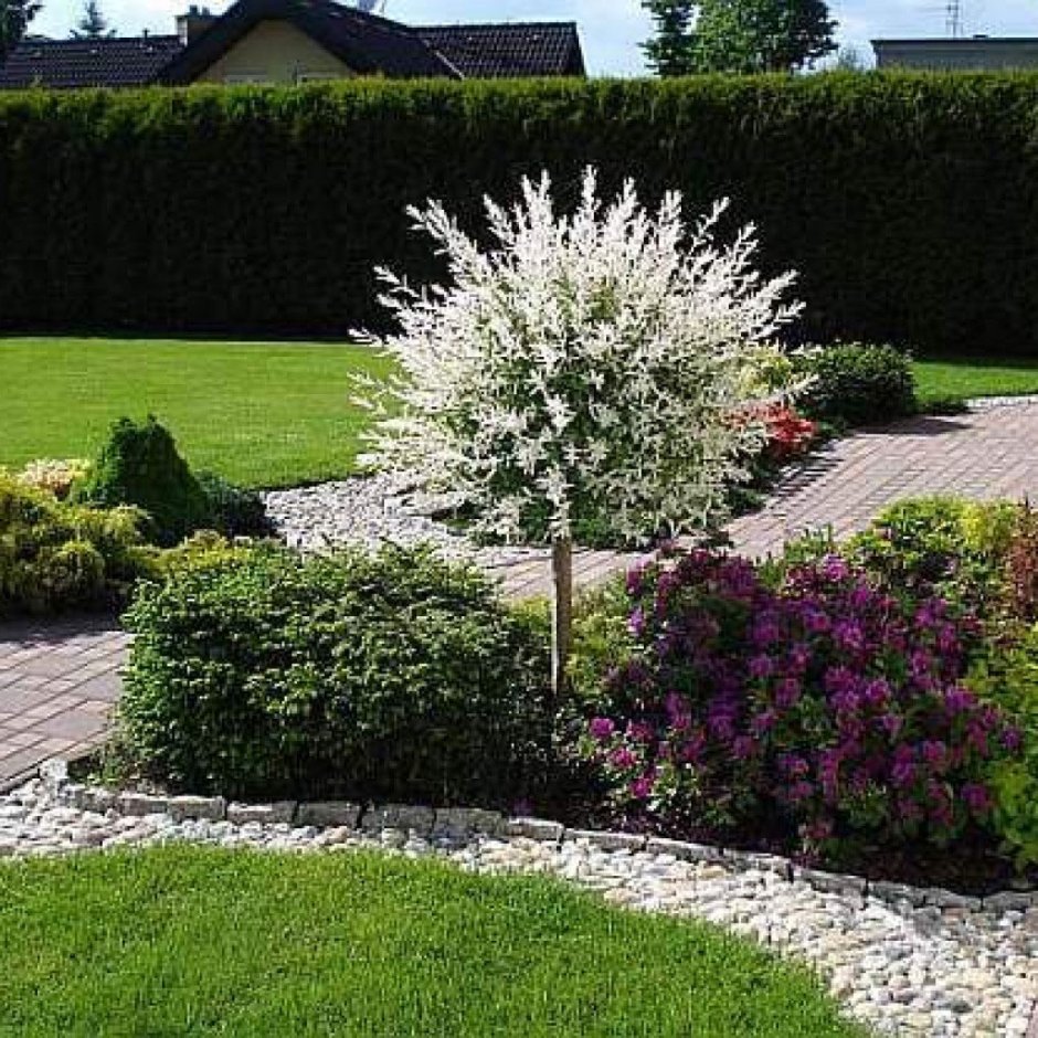 Мискантус морнинг Лайт