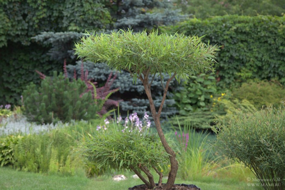 Ива Свердловская Извилистая