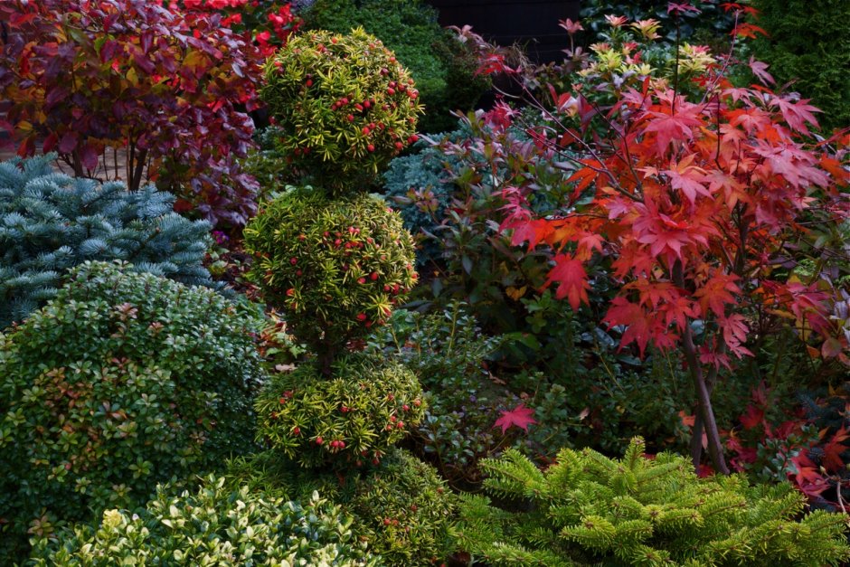 Тисс кустарник в ландшафтном