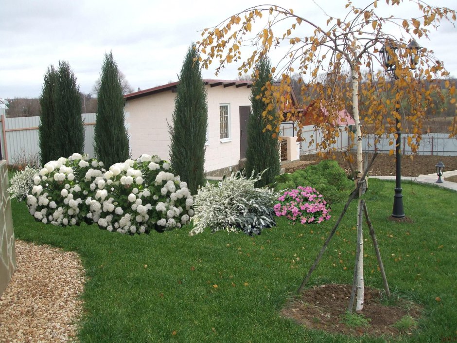 Калина бульденеж в ландшафтном