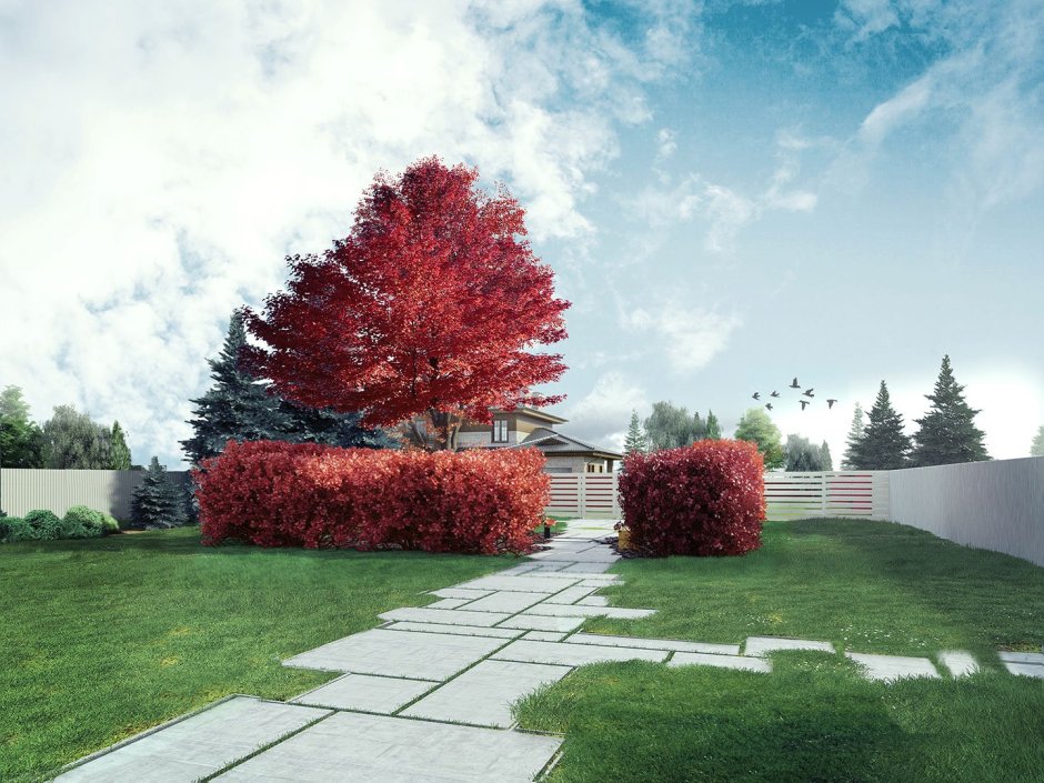 Клен Гиннала изгородь