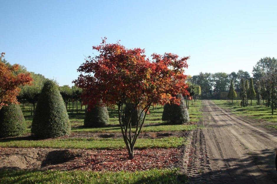 Ирга Ламарка ниваки
