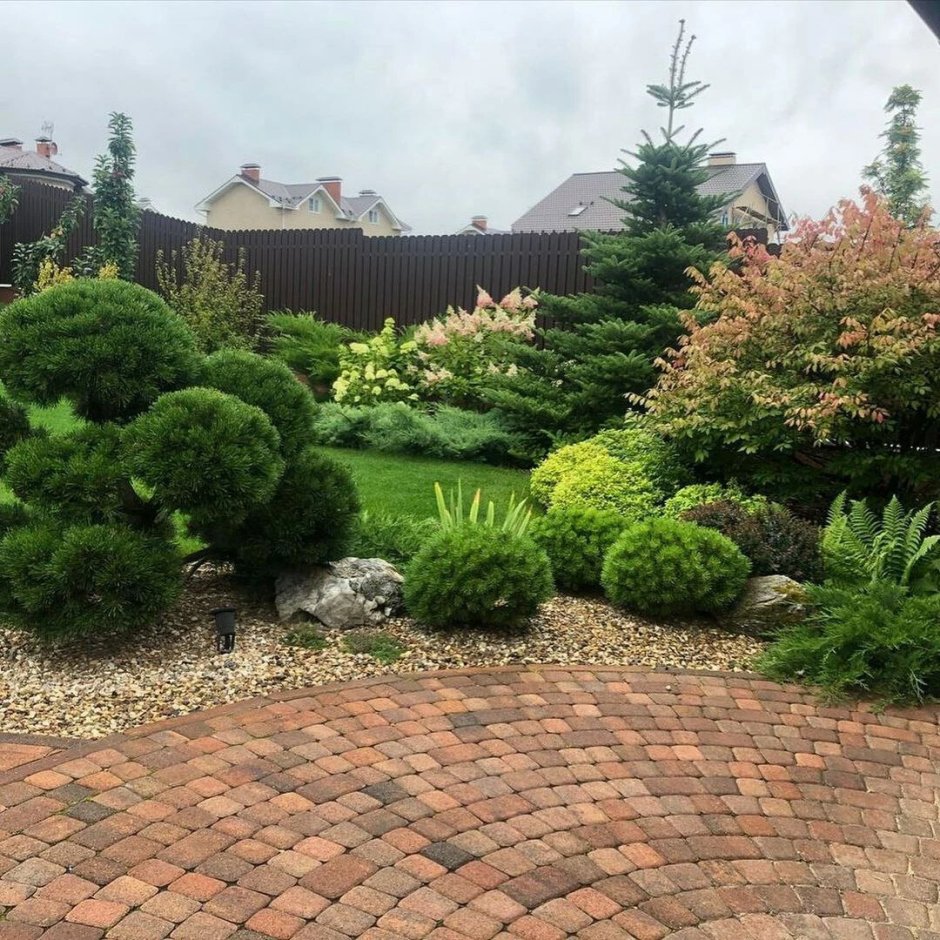 Горная сосна можжевельник гортензия