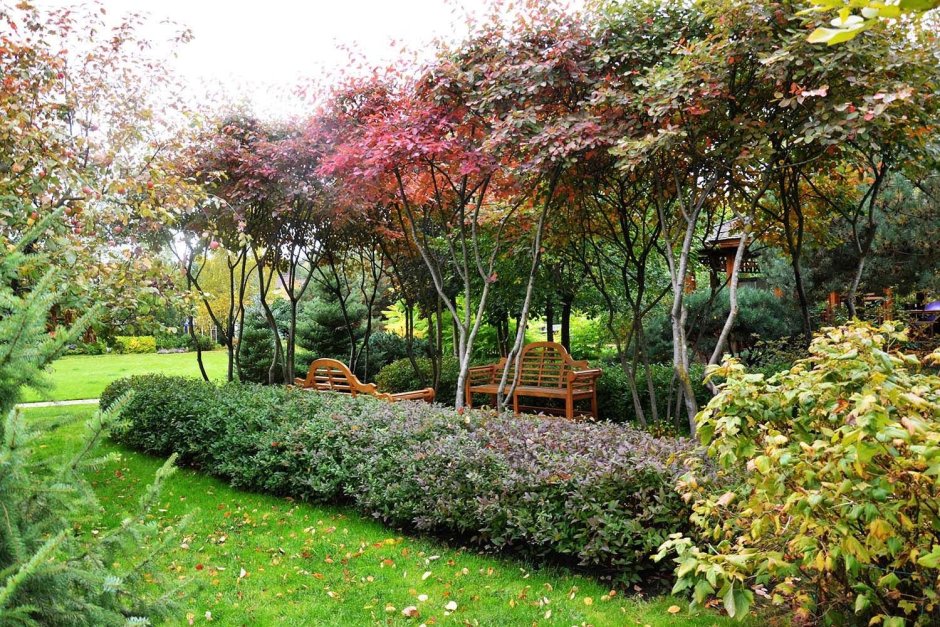 Аркадия Гарден плодовый сад