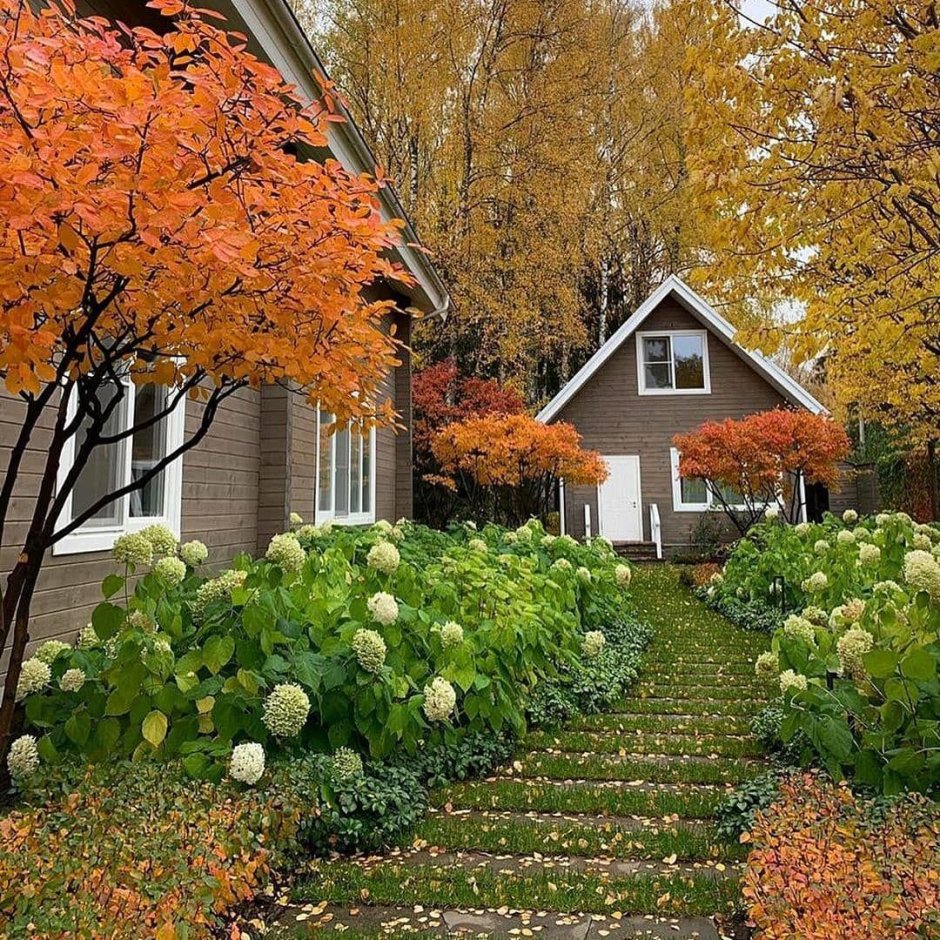 Ирга Ламарка в ландшафте