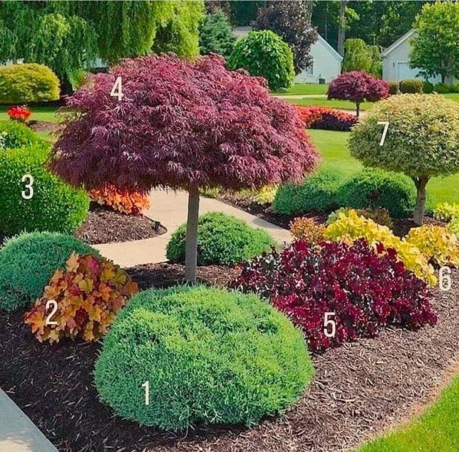 Миксбордер туя Тедди