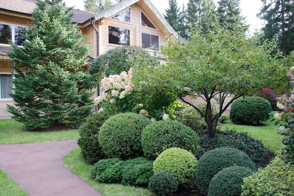 Сад с гортензиями и хвойниками в Лесном стиле