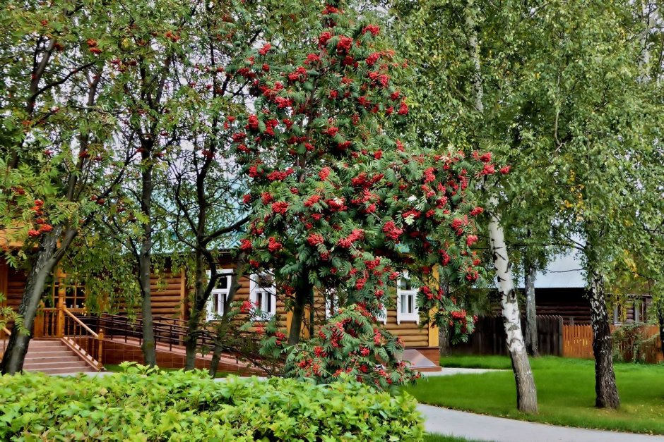 Рябина обыкновенная "Аспленифолия"