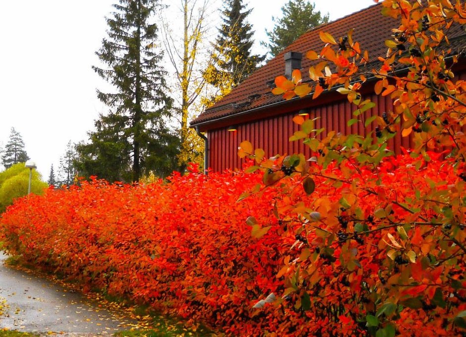 Арония Живая изгородь