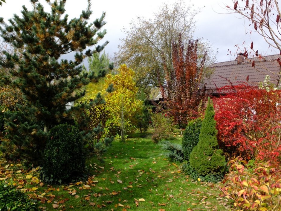 Скумпия Живая изгородь